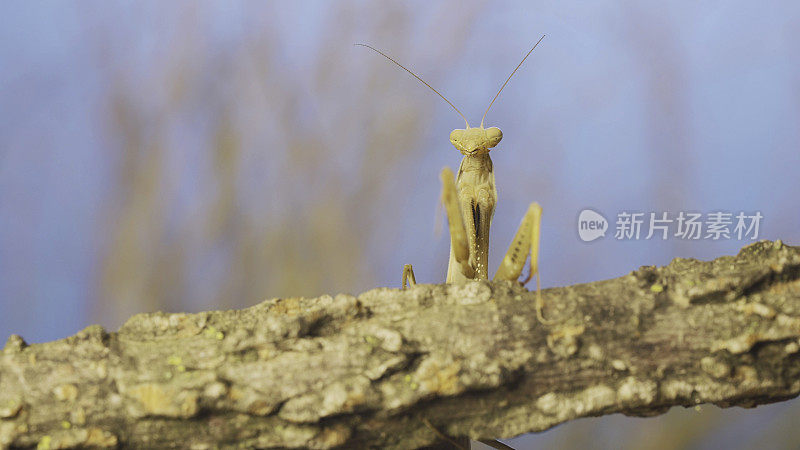 雌性螳螂坐在树枝上的正面肖像，草地和蓝天为背景。欧洲螳螂(mantis religiosa)